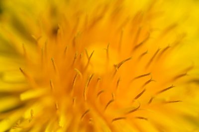 Close-up of yellow flowering plant