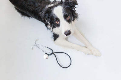 Puppy dog border collie and stethoscope isolated on white background