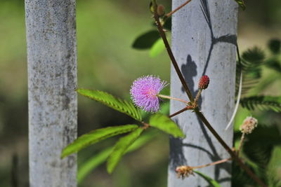 Close-up of pink flowering plant