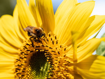 Extreme close-up of bee pollinating on sunflower