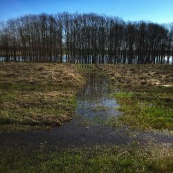 Scenic view of forest against sky