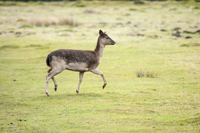 Side view of a deer on landscape