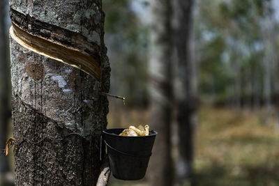 Close-up of bread on tree trunk in forest