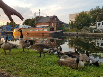 Flock of birds in the lake