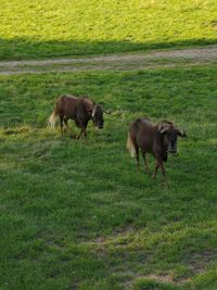 Sheep in a field