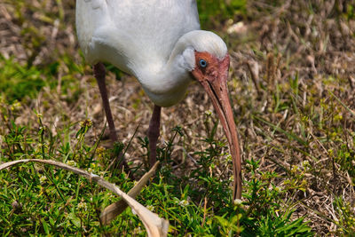 Close-up of a bird on field