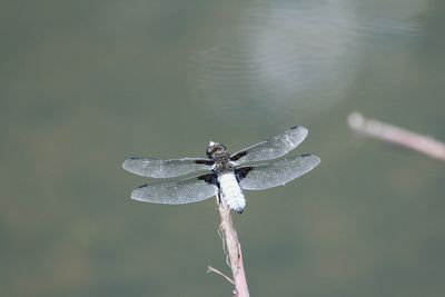 Close-up of dragonfly on stem