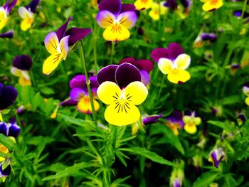 Close-up of purple flowering plants in park