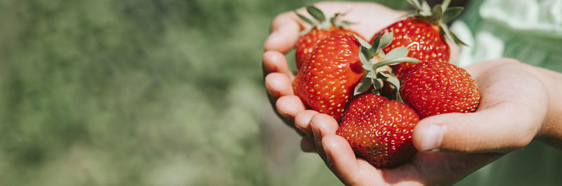 Midsection of person holding strawberry