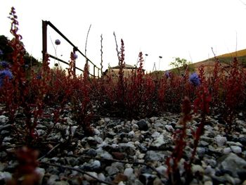 Close-up of plants growing on field against clear sky