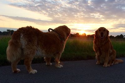 Dog on landscape against sky during sunset