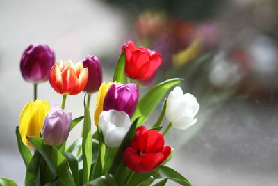 Close-up of pink flowers