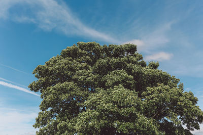 High section of tree against blue sky