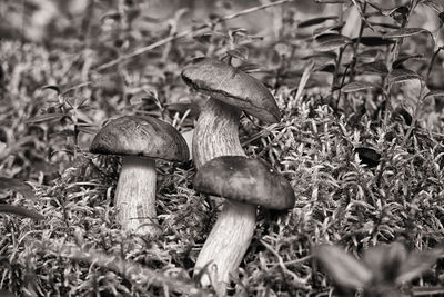 Close-up of mushrooms growing on field