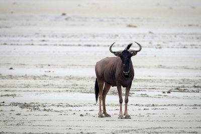 Horse standing on beach