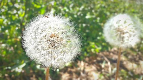 Close-up of dandelion