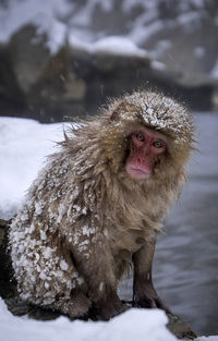 Monkey in a snow