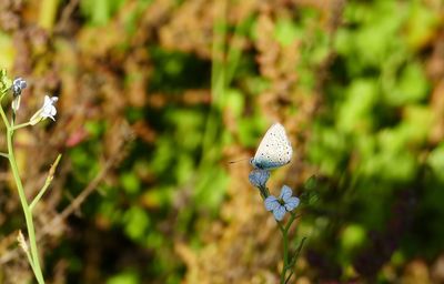 Close-up of butterfly pollinating on flower