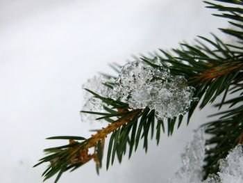 Close-up of white flowers on snow