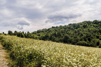 Scenic view of field against sky