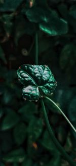 Close-up of fresh green flower bud