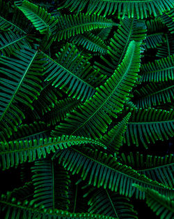 Closeup nature view of tropical leaf background, dark green wallpaper concept.