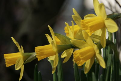 Close-up of yellow daffodil flowers