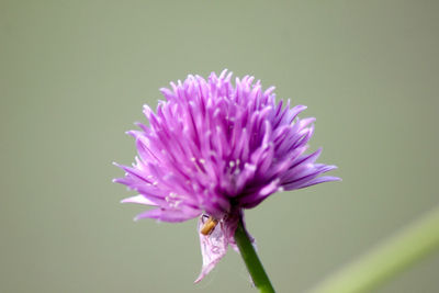 Close-up of purple flower