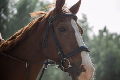 Close-up of horse in ranch