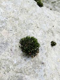 High angle view of spiked plant