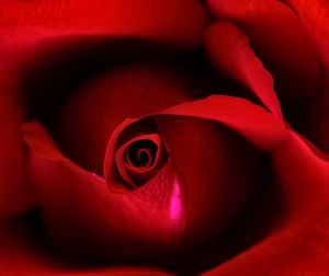 Close-up of red rose