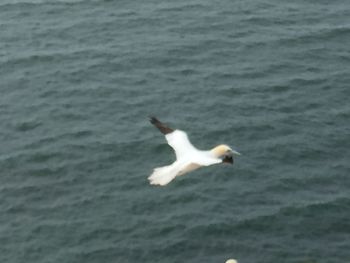 Seagull flying over sea