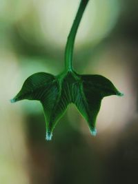 Close-up of green leaf on plant