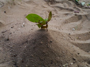 High angle view of small plant on sand