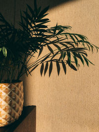 Shadow of palm tree on wall