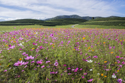 Purple flowering plants on field against sky