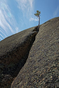Low angle view of plant growing on rock formation against sky