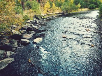 Scenic view of river in forest