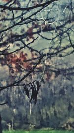 Low angle view of frozen tree against sky