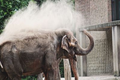 Close-up of elephant in water