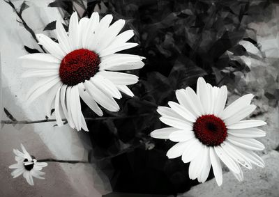 Close-up of white daisy flower