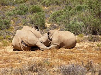 Rhinoceros sitting on field