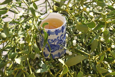 Mistletoe tea in a mistletoe