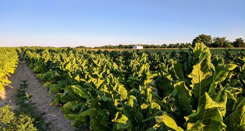 Scenic view of agricultural field against clear sky