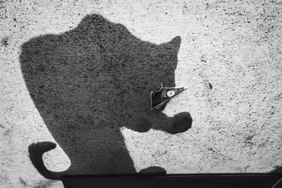 Shadow of cat on wall with hole