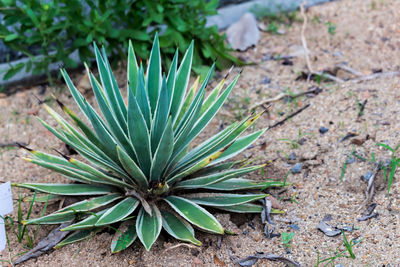 High angle view of succulent plant on field