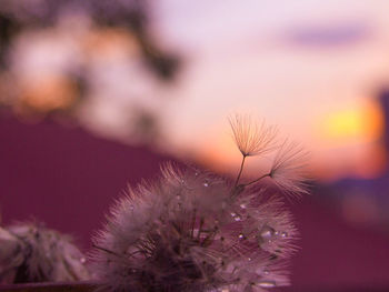 Close-up of plant against blurred background