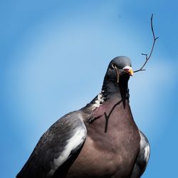 Low angle view of bird perching against clear blue sky