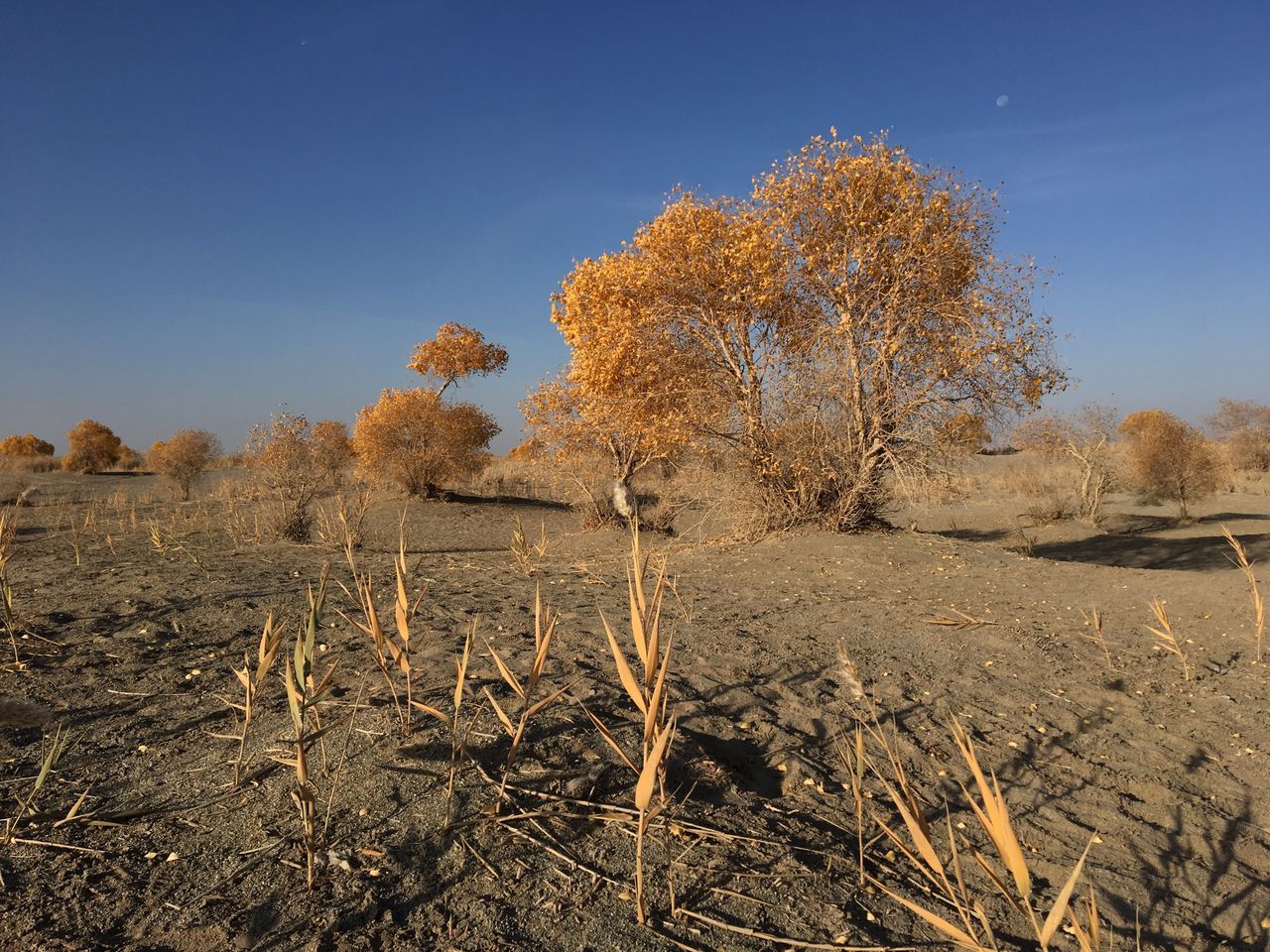 tree, tranquil scene, tranquility, clear sky, landscape, blue, scenics, non-urban scene, growth, nature, remote, field, beauty in nature, solitude, outdoors, day, no people, arid climate, tall - high, dried plant