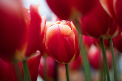 Close-up of red tulip